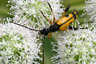 Rutpela maculata Rutpela maculata